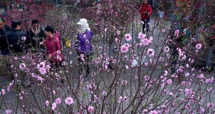 Nước Nhật giàu mạnh đâu bởi vì bỏ lịch Âm, ăn Tết Tây